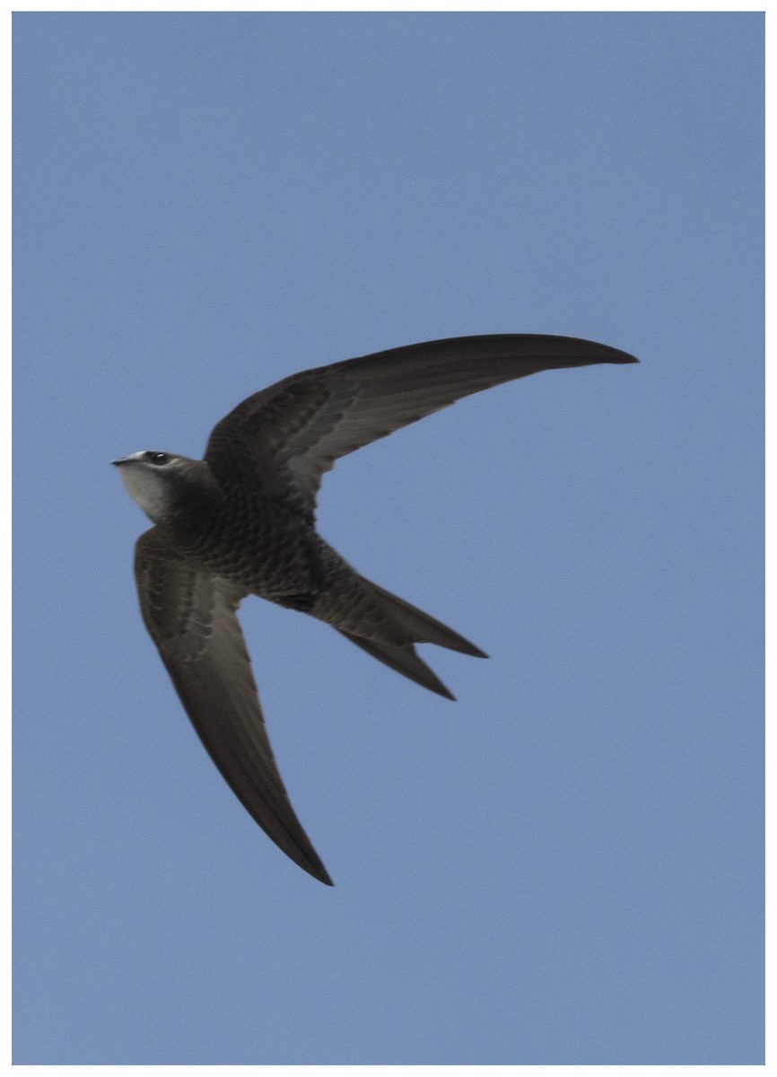 Pallid Swift - ML636950777