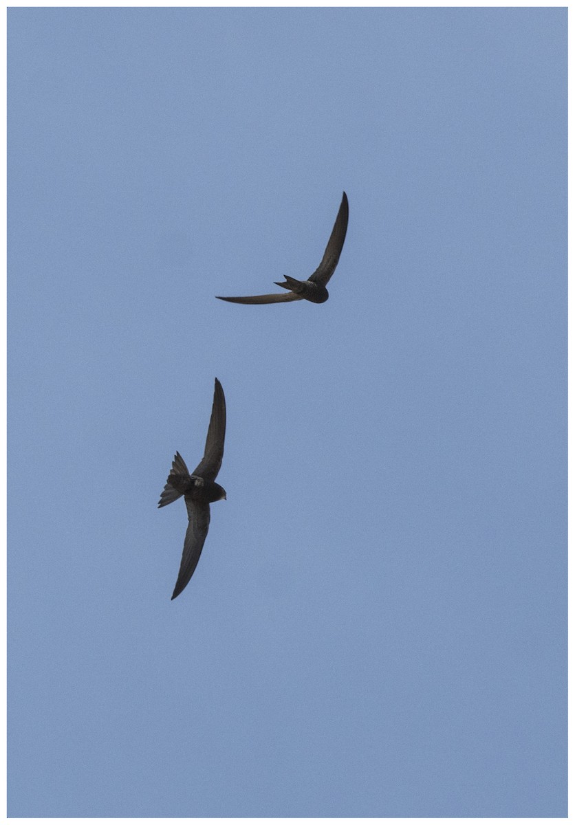 Pallid Swift - ML636950778