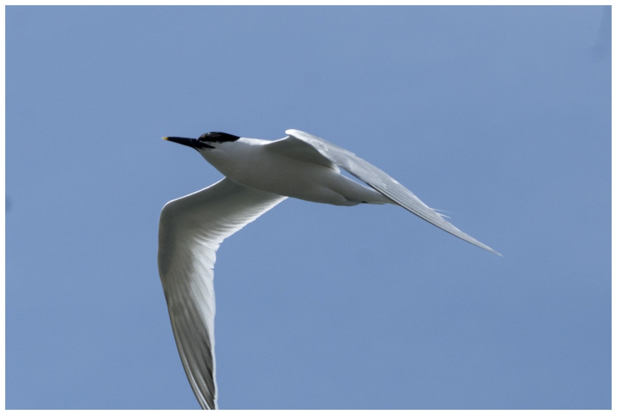 Sandwich Tern - ML636950805