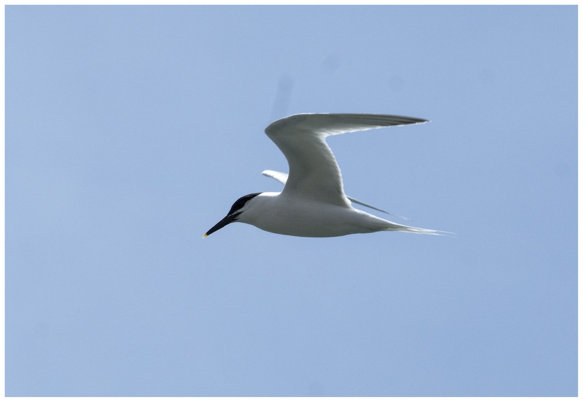 Sandwich Tern - ML636950806