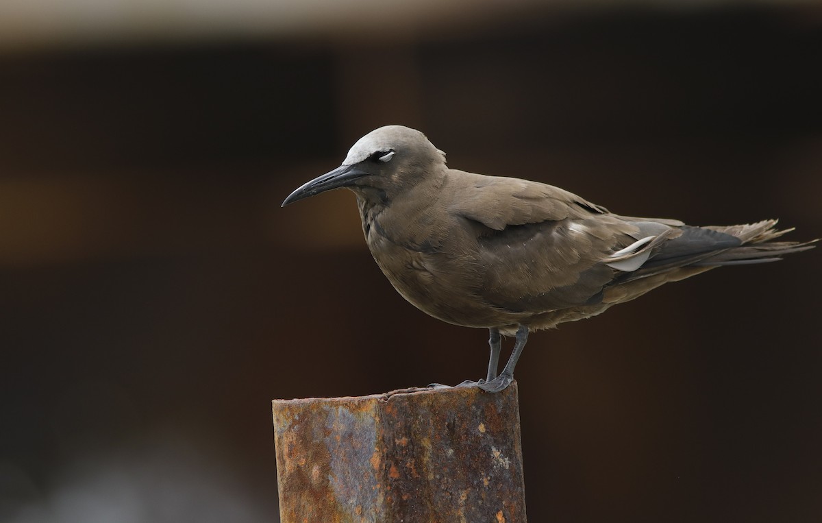 Brown Noddy - ML636950854