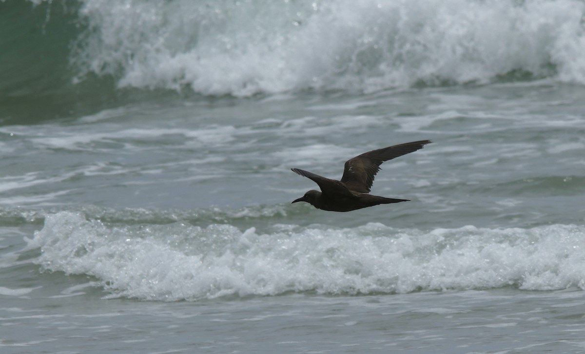 Brown Noddy - ML636950855