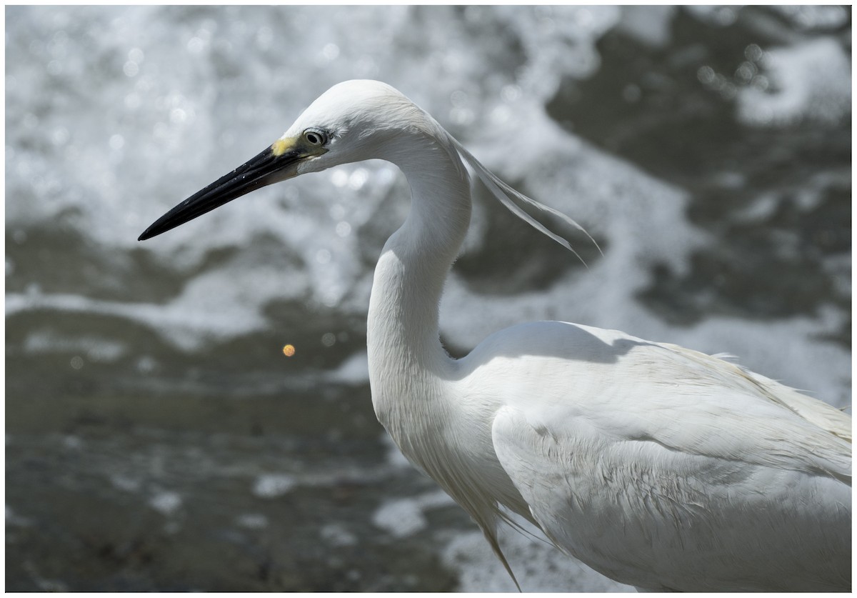 Little Egret - ML636950902
