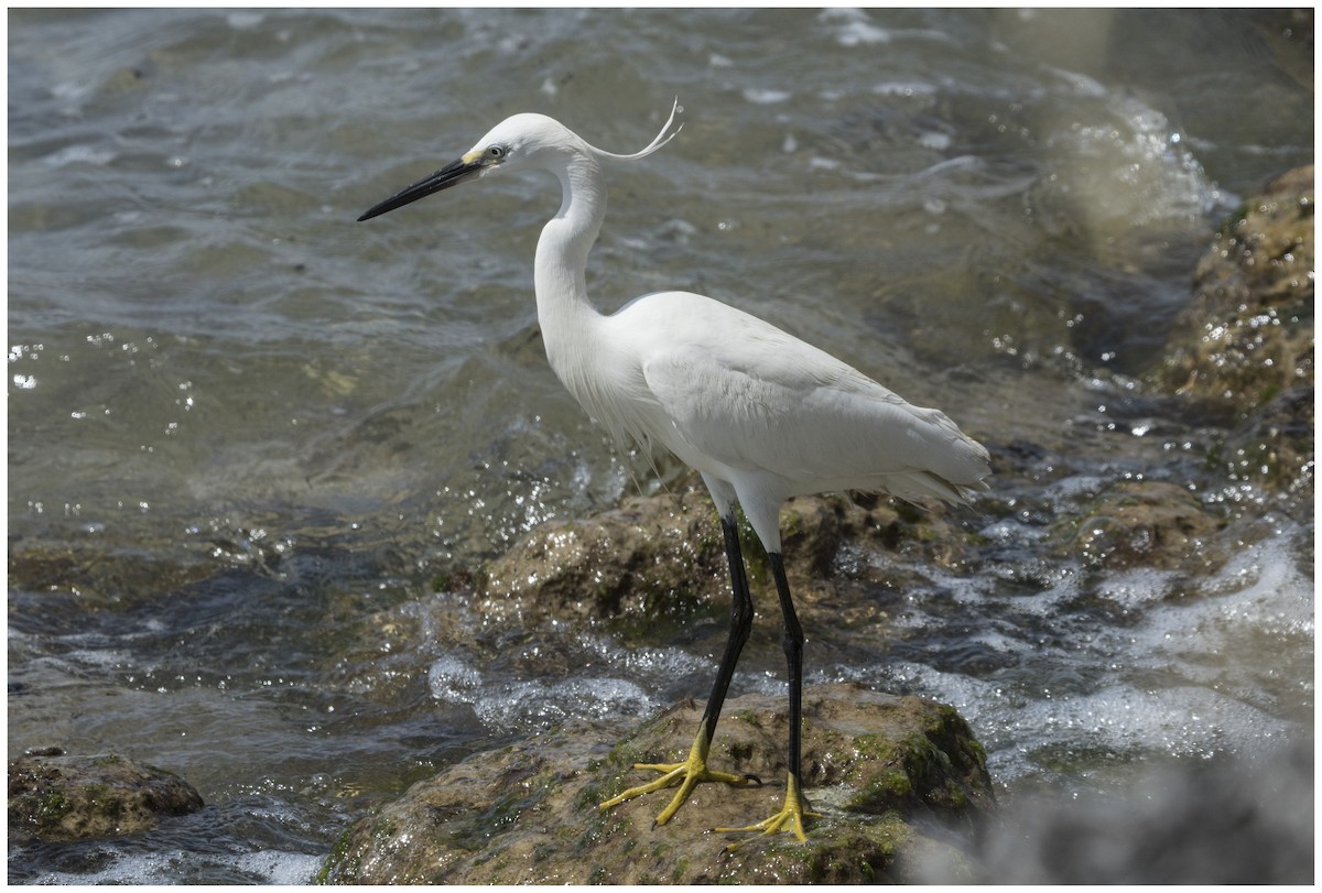 Little Egret - ML636950906