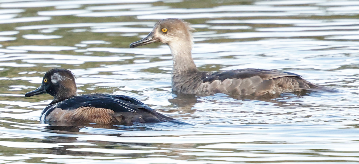 Hooded Merganser - ML636950936