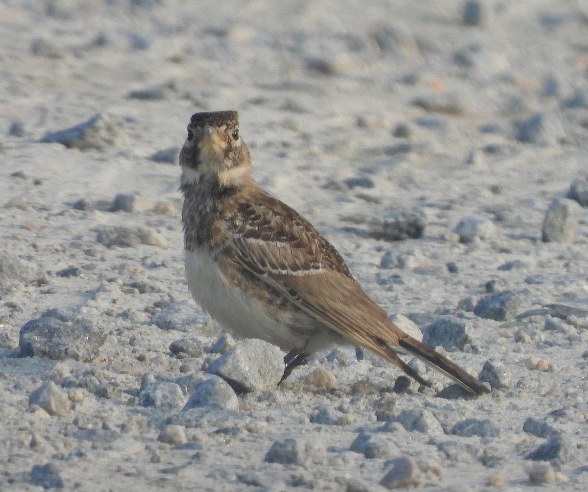 Horned Lark - ML636950951