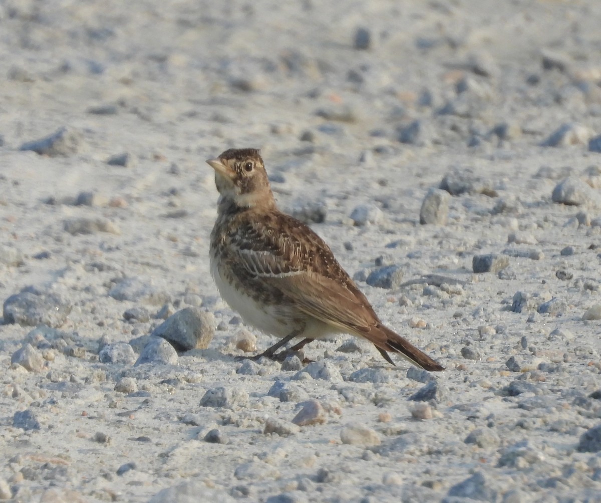 Horned Lark - ML636950952