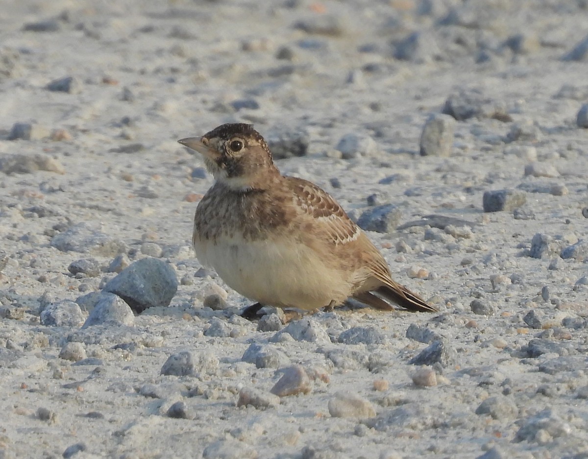 Horned Lark - ML636950953
