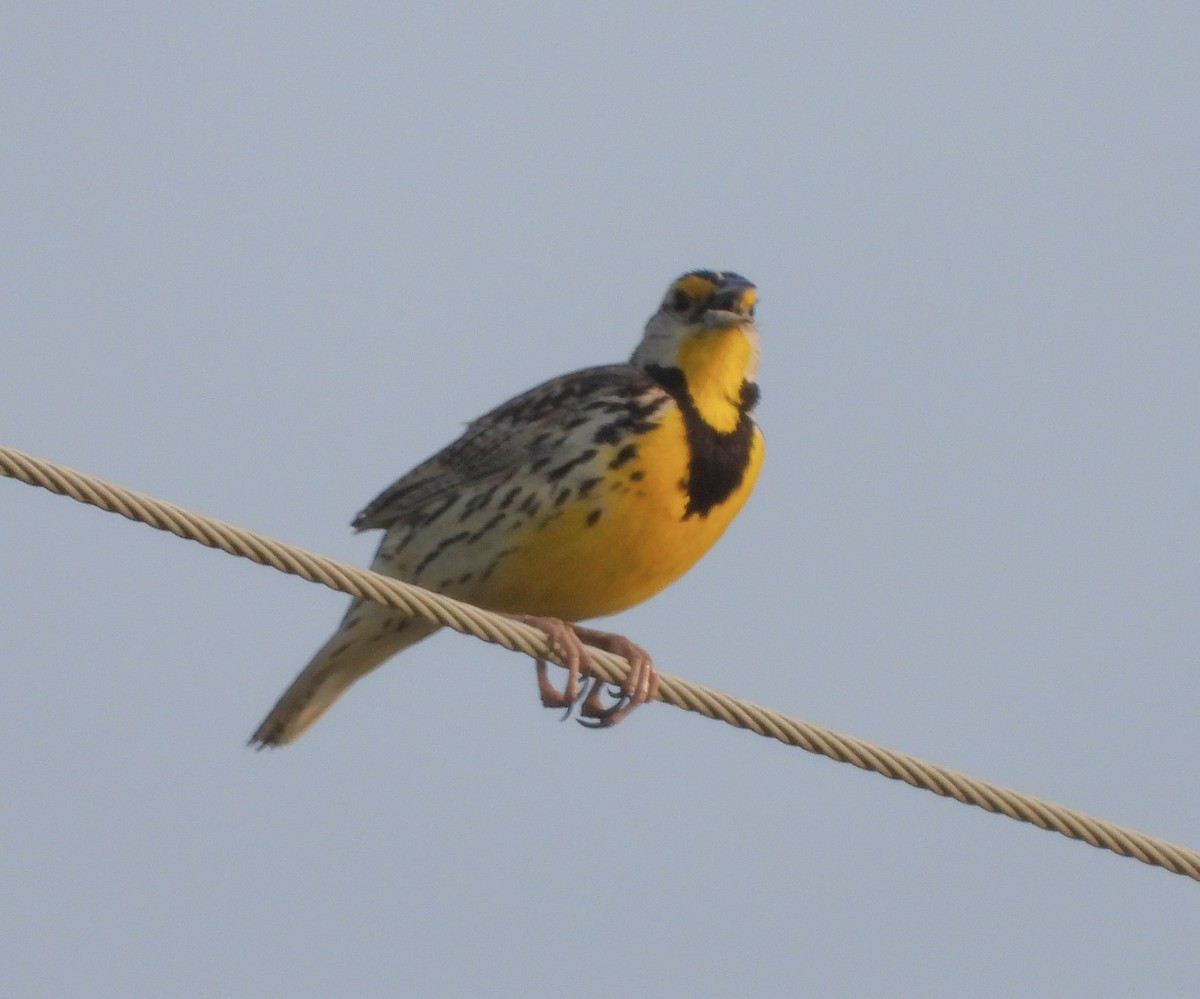 Eastern Meadowlark - ML636950972
