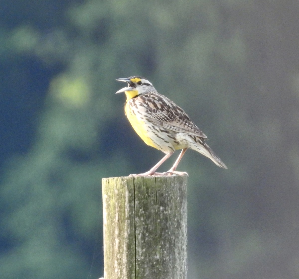 Eastern Meadowlark - ML636950973