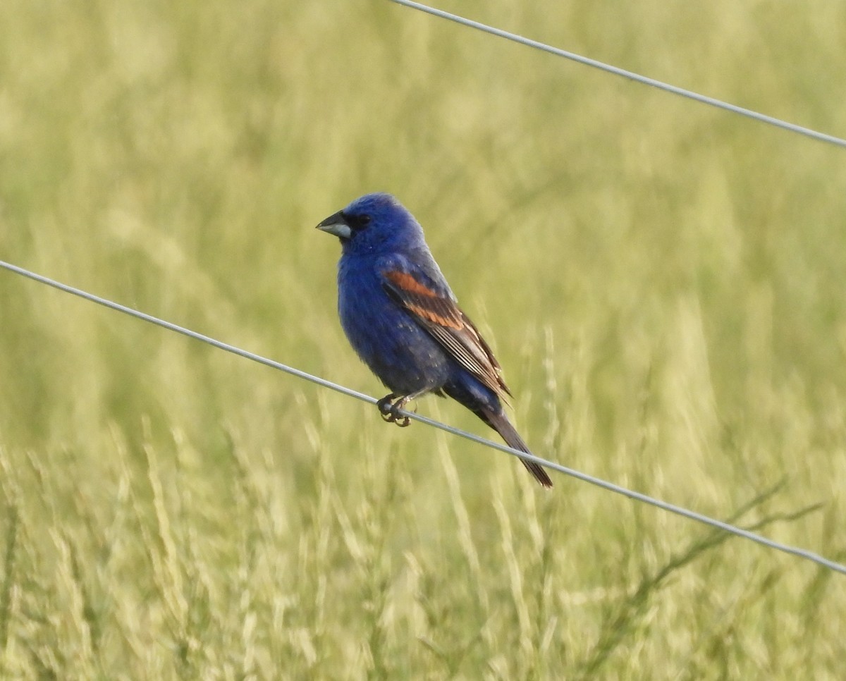 Blue Grosbeak - ML636950985
