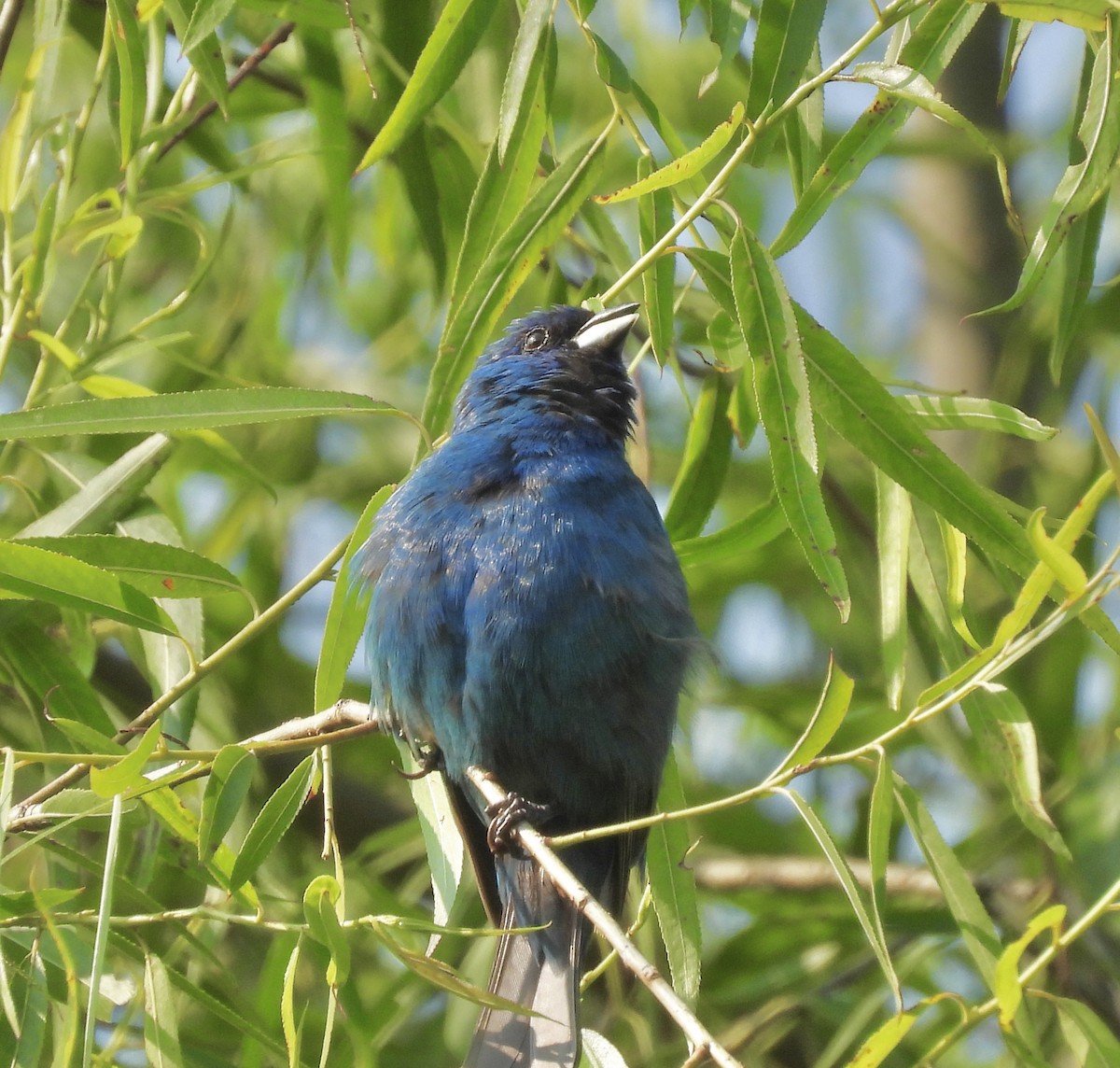 Indigo Bunting - ML636950990