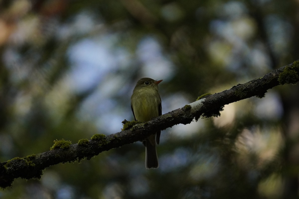 Yellow-bellied Flycatcher - ML636951012