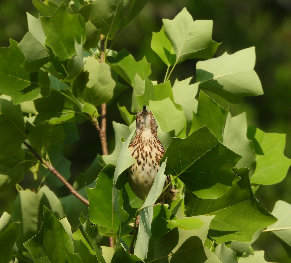 Cuitlacoche Rojizo - ML636951029