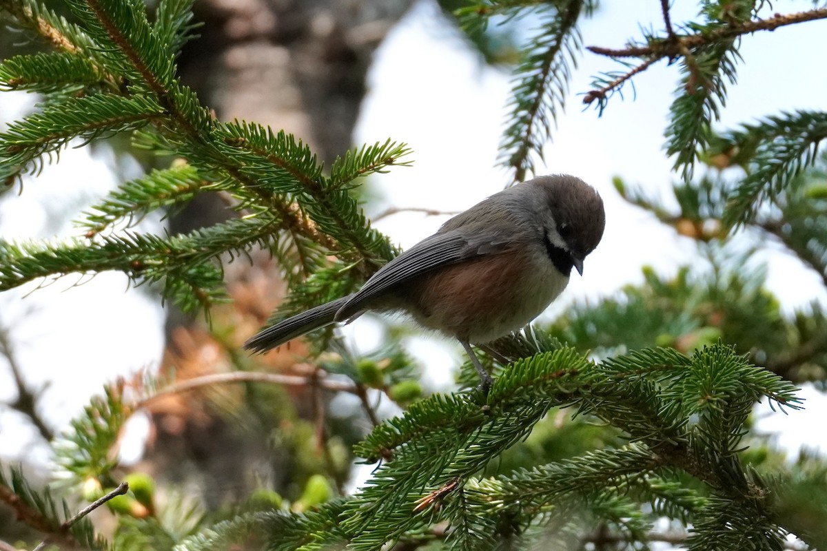 Boreal Chickadee - ML636951033