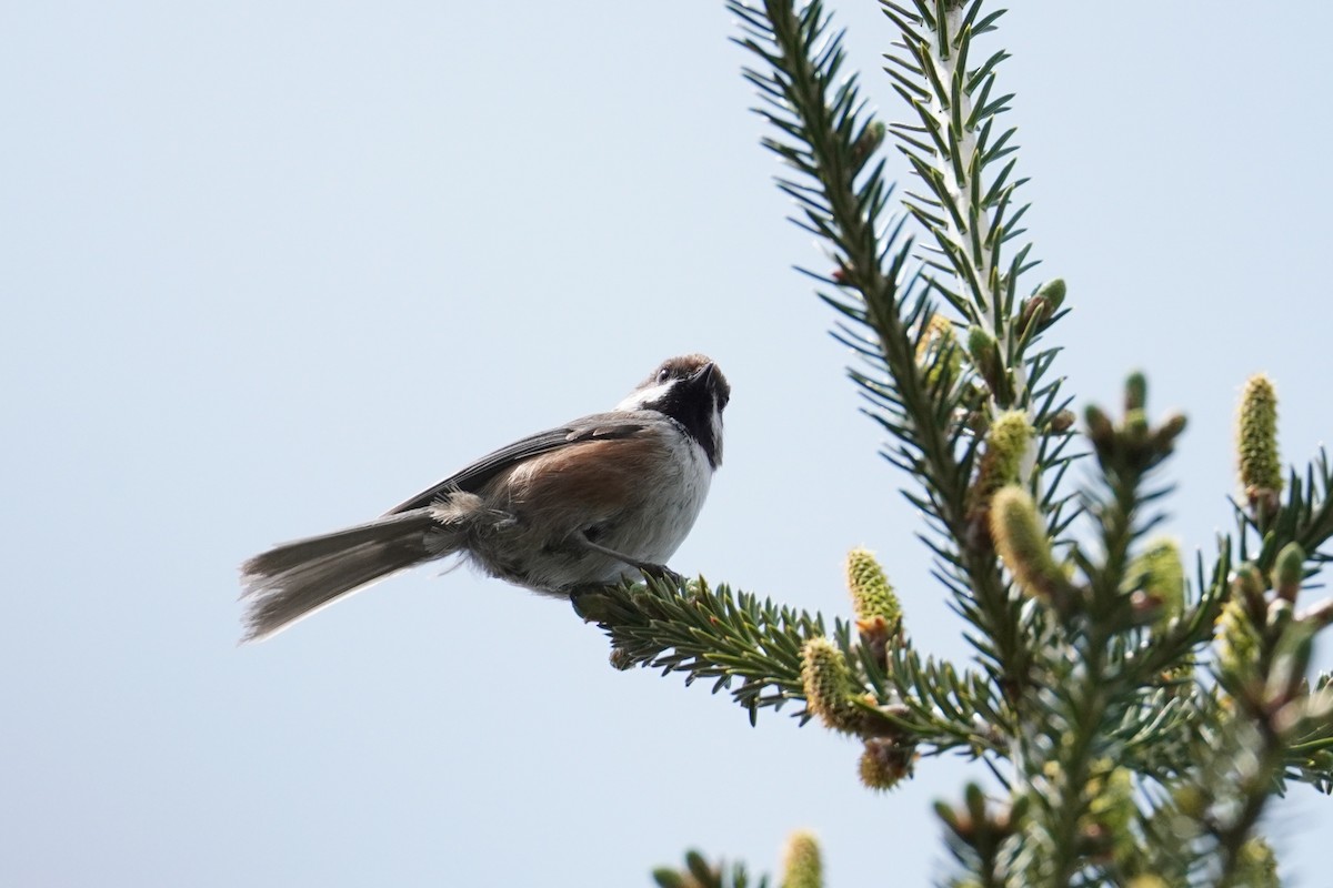 Boreal Chickadee - ML636951046