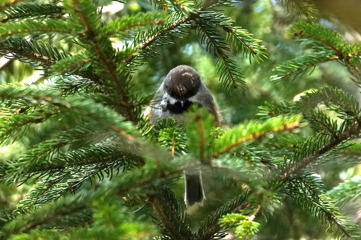 Boreal Chickadee - ML636951047