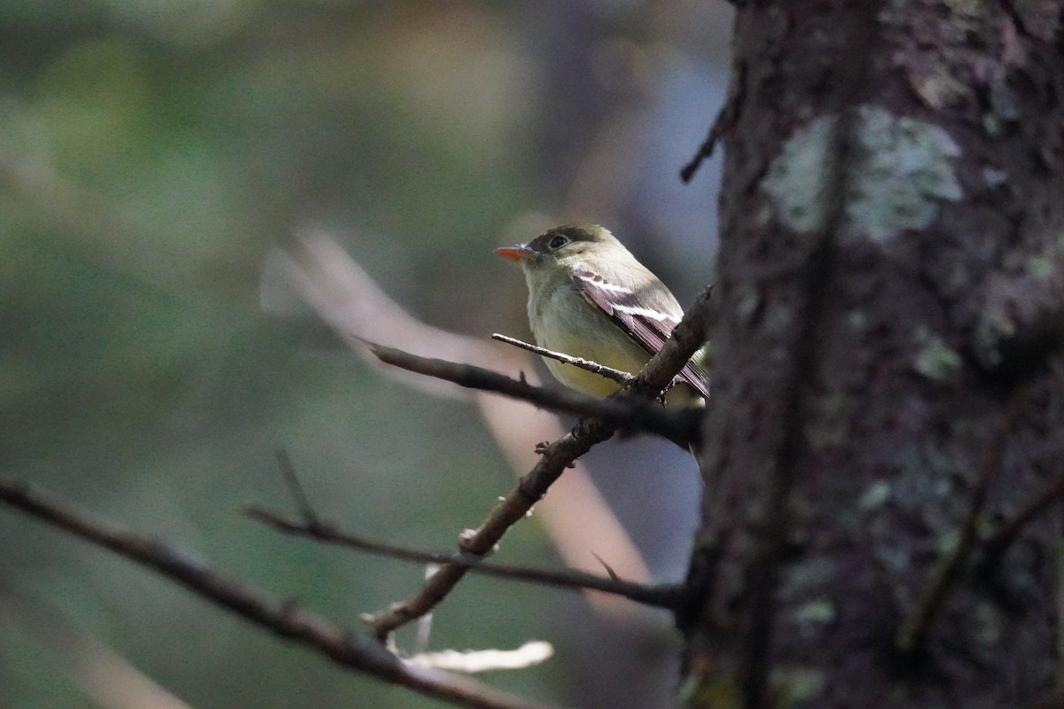 Yellow-bellied Flycatcher - ML636951053