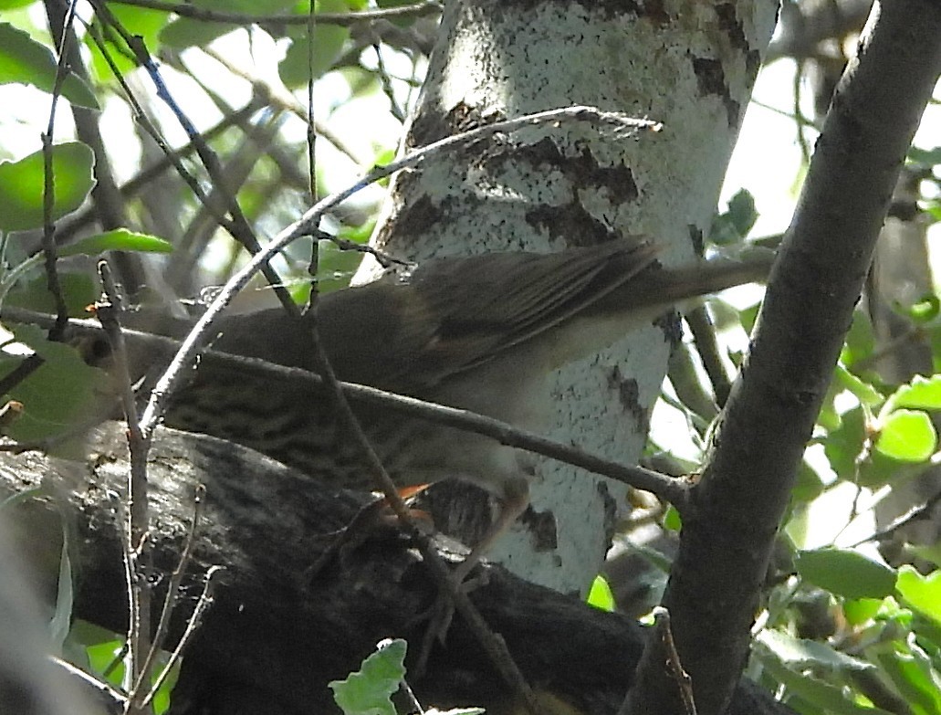 Catharus sp. - ML636951112