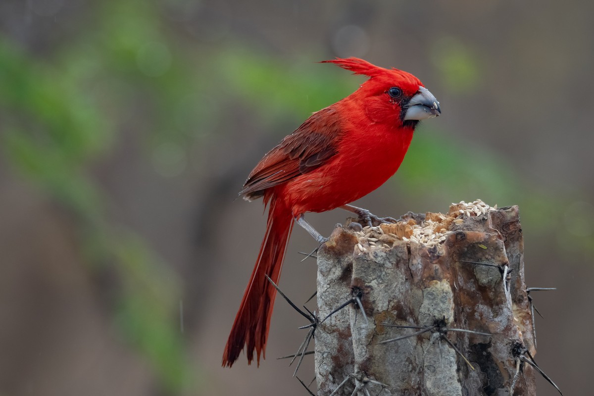 Vermilion Cardinal - ML636951291