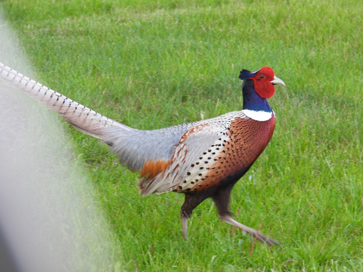 Faisai arrunta - ML636951302