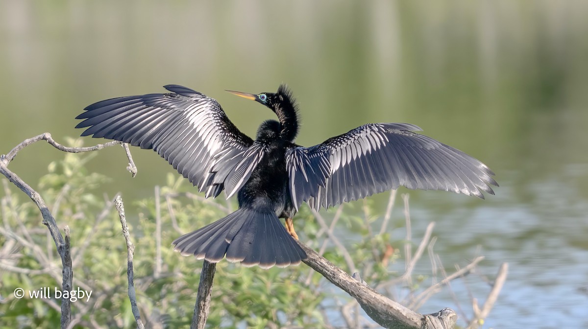 Anhinga - Will Bagby