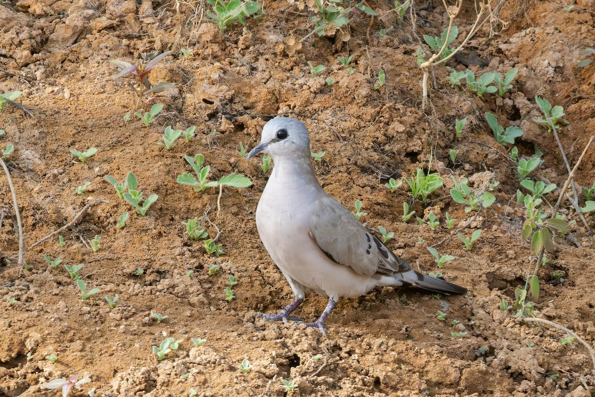 Black-billed Wood-Dove - ML636951398