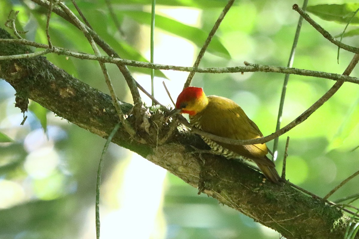Yellow-throated Woodpecker - ML636951463