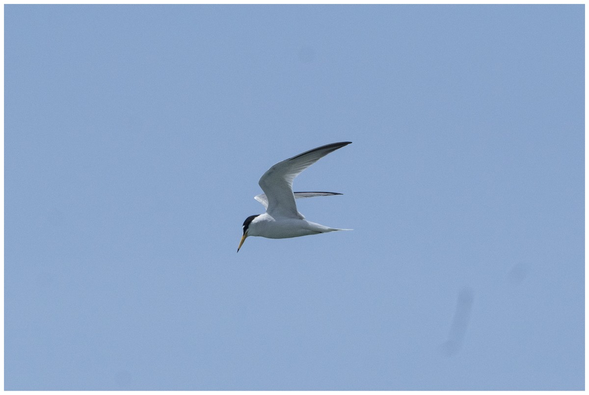 Little Tern - ML636951472