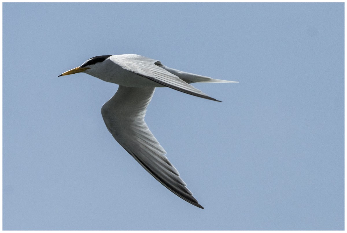 Little Tern - ML636951473