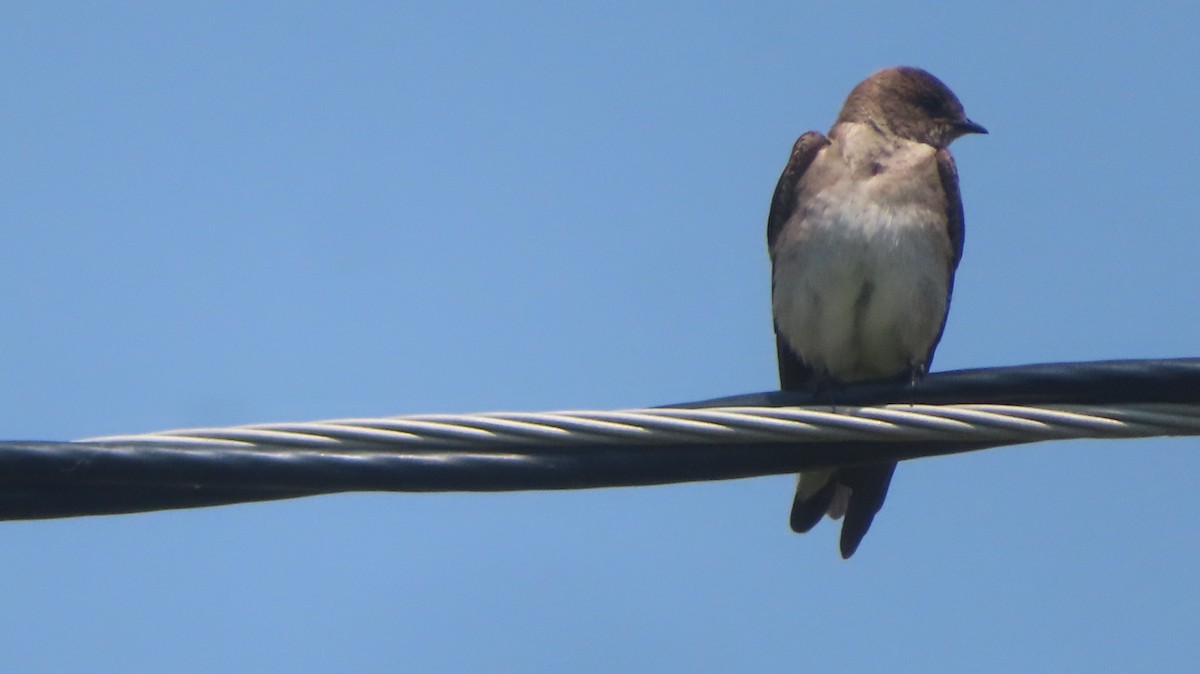 Northern Rough-winged Swallow - ML636951508
