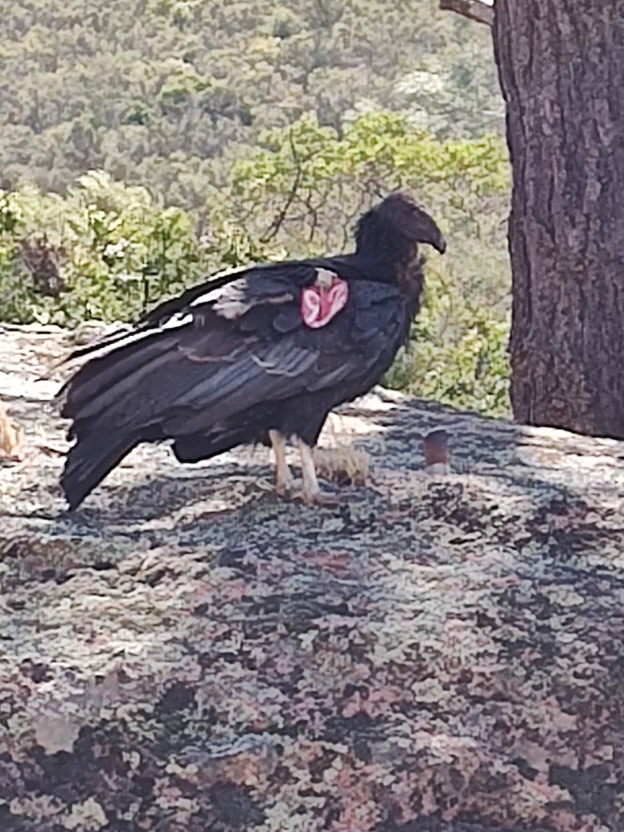California Condor - ML636951528