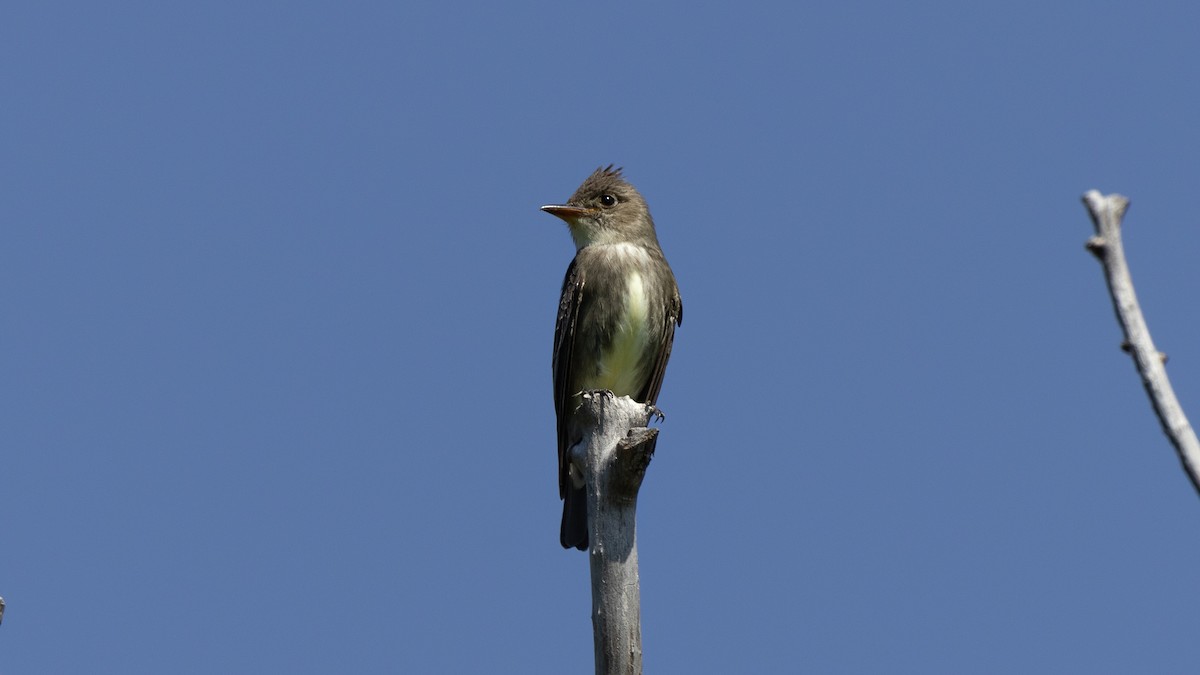 Olive-sided Flycatcher - ML636951609