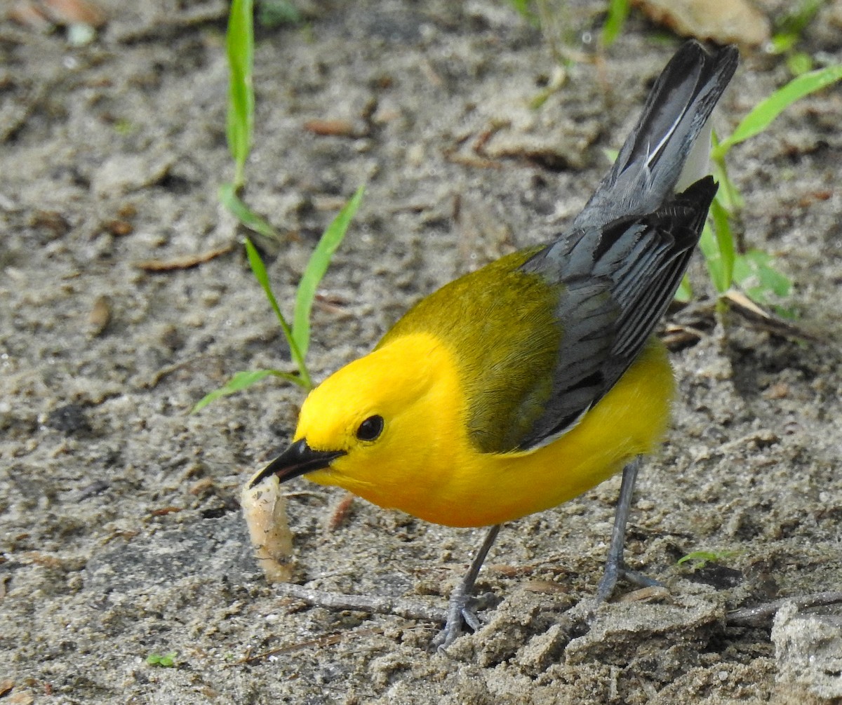 Prothonotary Warbler - ML636951642