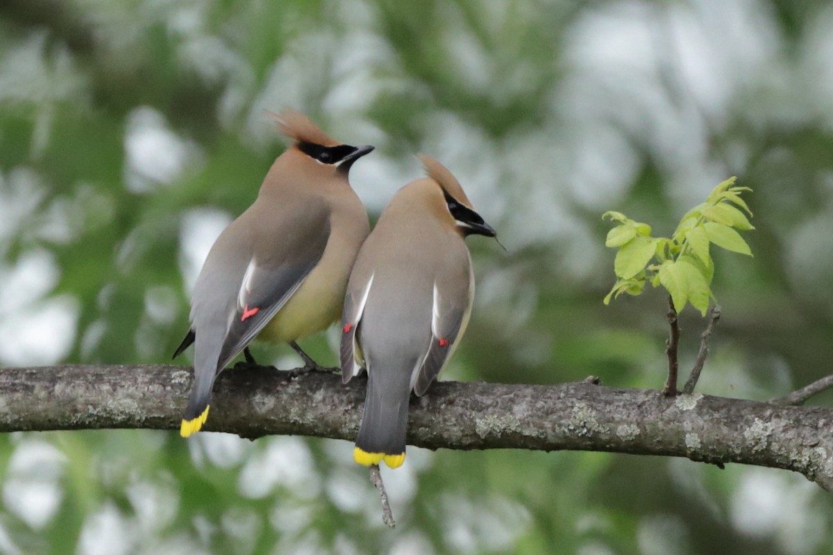 Cedar Waxwing - ML636951652