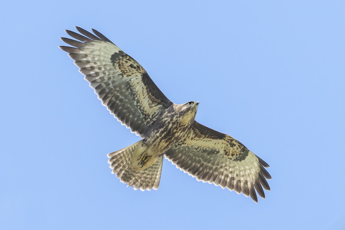 Common Buzzard (Azores) - ML636951674