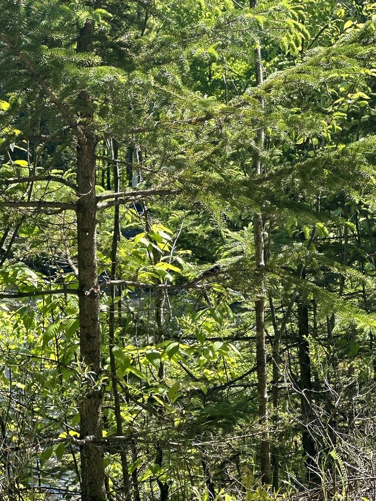 rødstjertparula - ML636951721