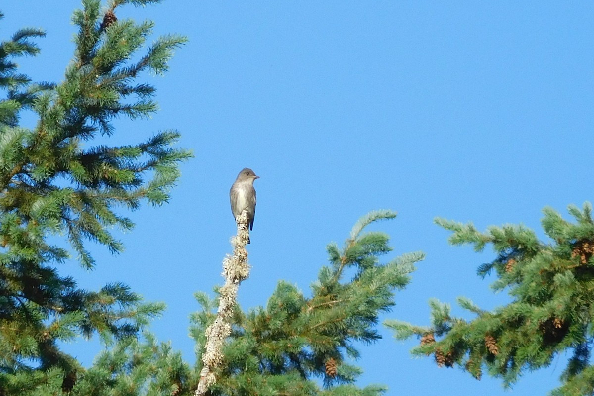 Olive-sided Flycatcher - ML636951795