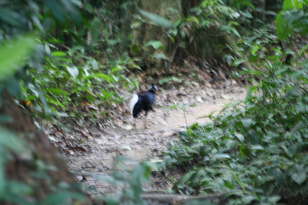 Malayan Crested Fireback - ML636951874