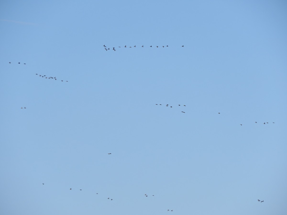 White-winged Scoter - Elliott GG