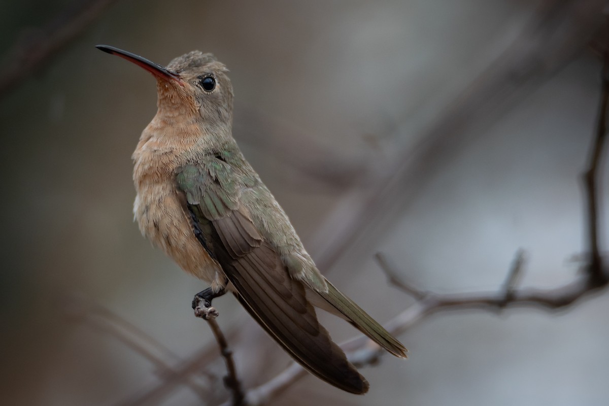 Buffy Hummingbird - ML636951925