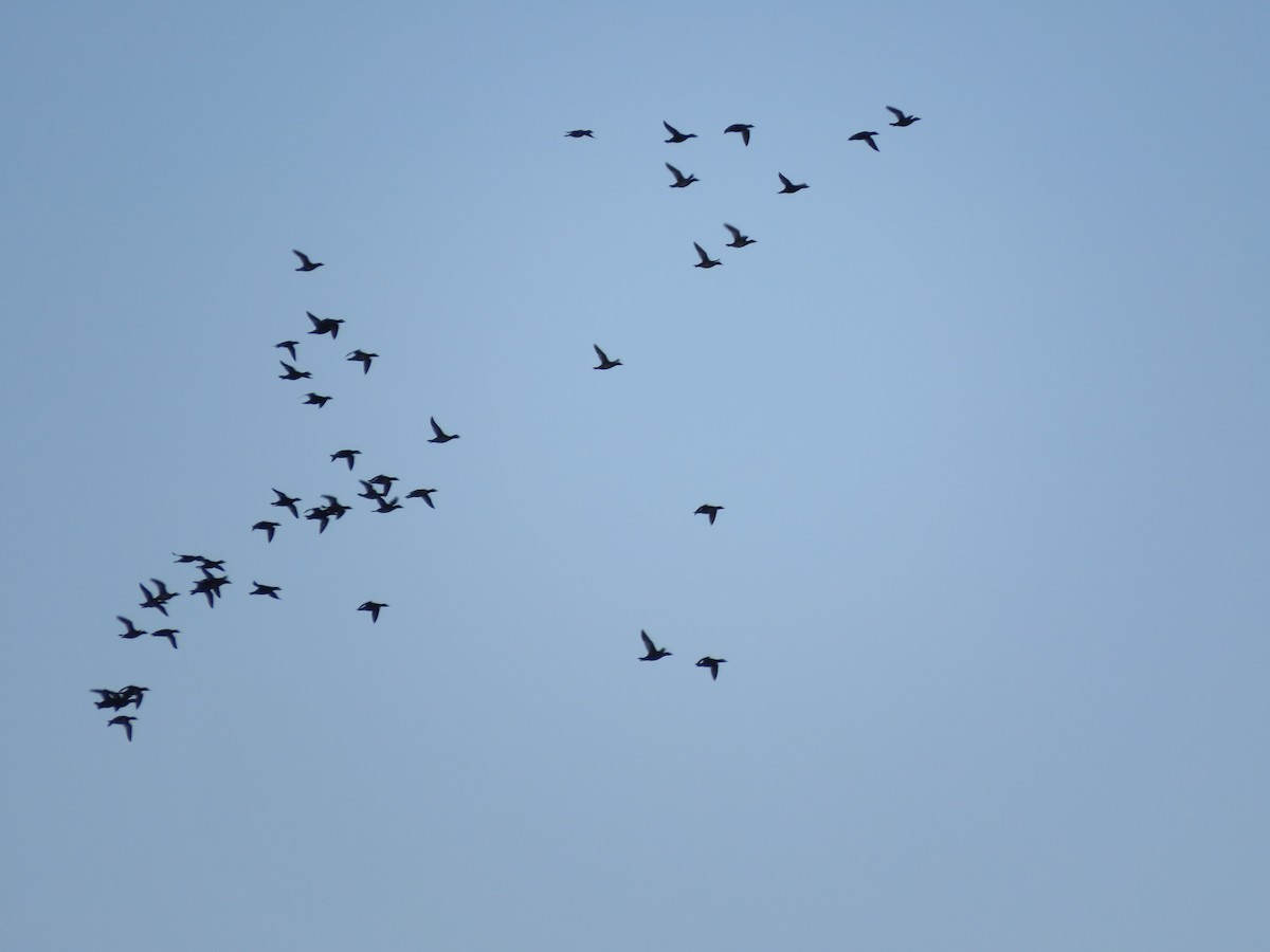 White-winged Scoter - Elliott GG
