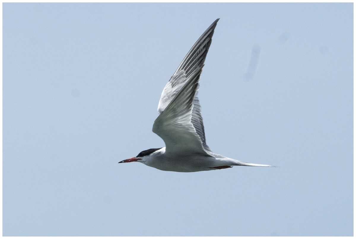 Common Tern - ML636951971