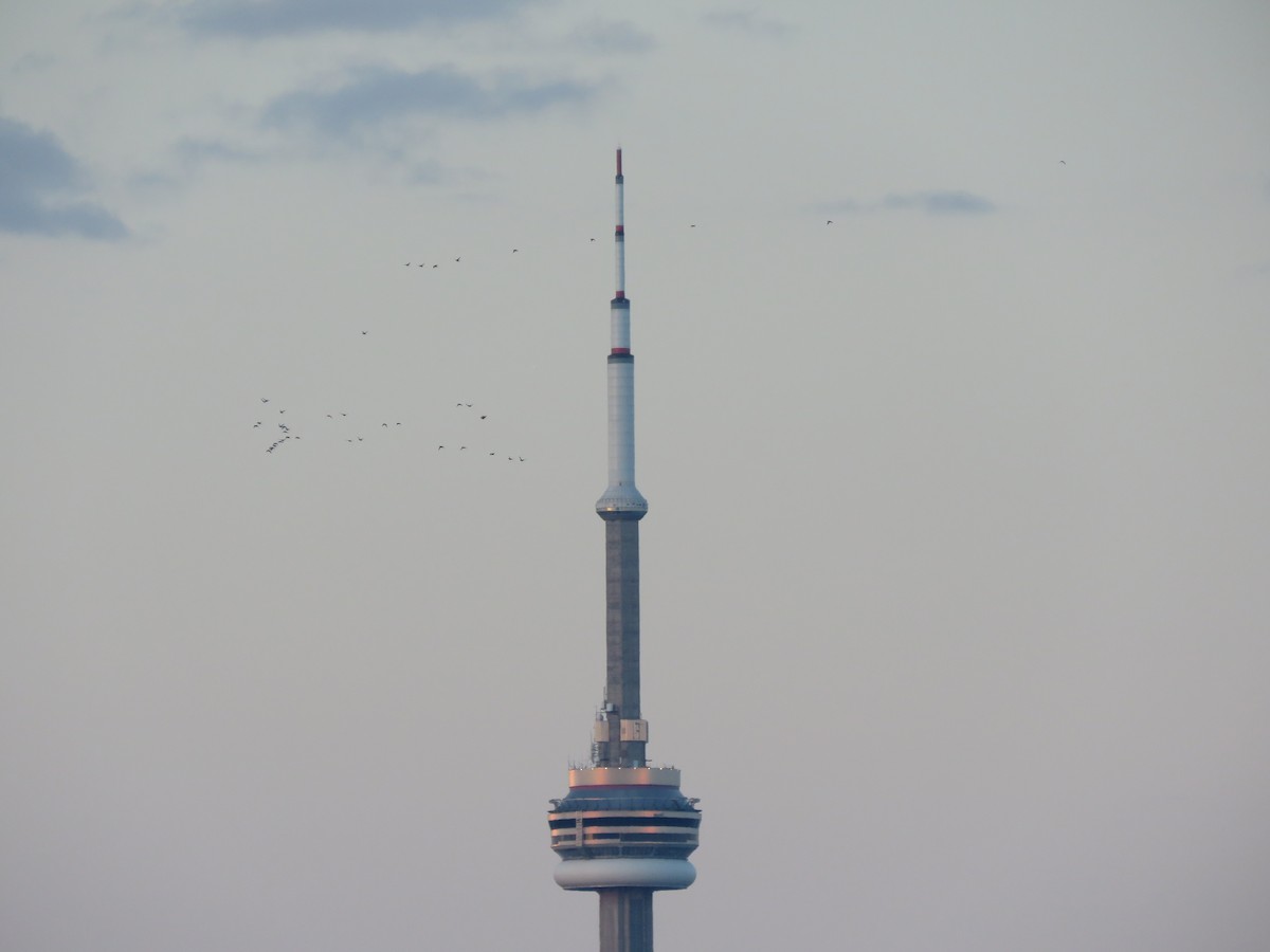 White-winged Scoter - Elliott GG