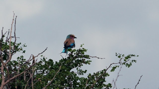 Lilac-breasted Roller (Lilac-breasted) - ML636951996