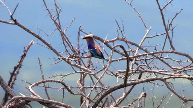 Lilac-breasted Roller (Lilac-breasted) - ML636951997
