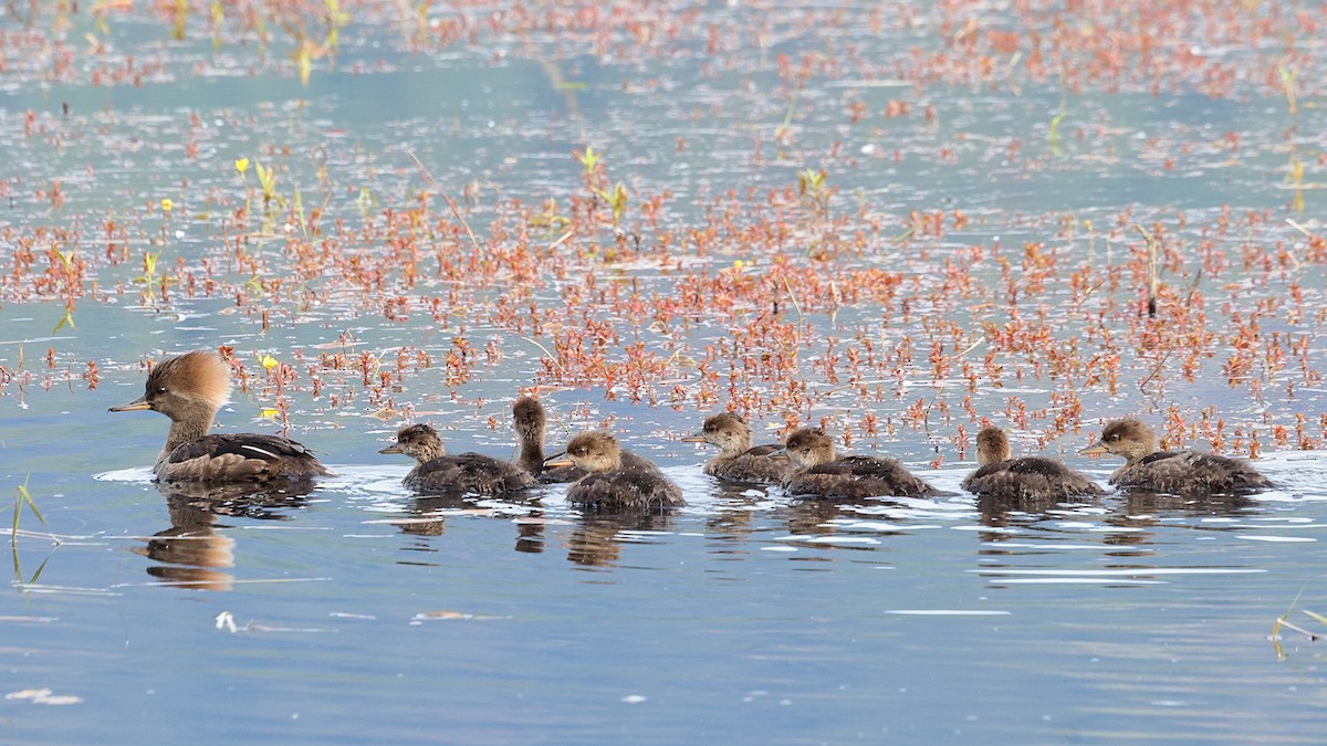 Hooded Merganser - ML636952099