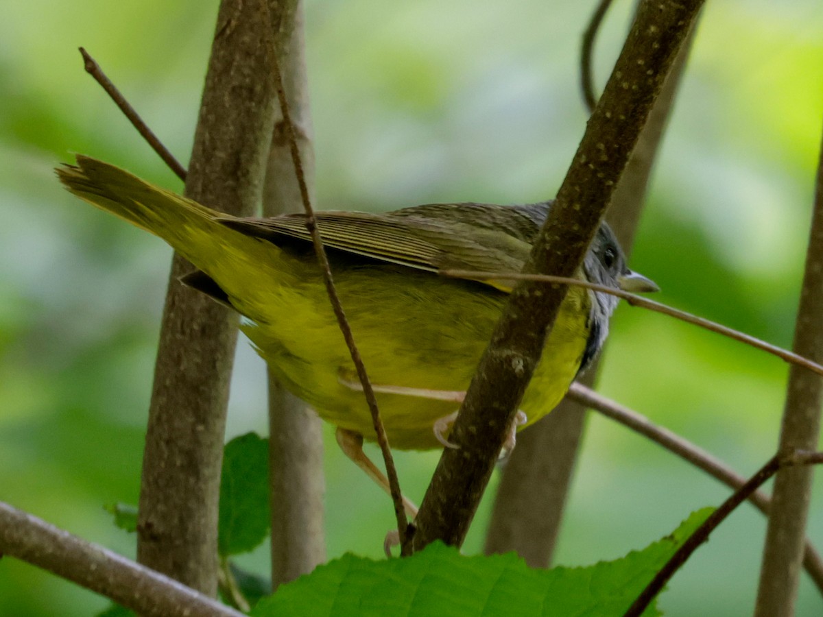Mourning Warbler - ML636952166