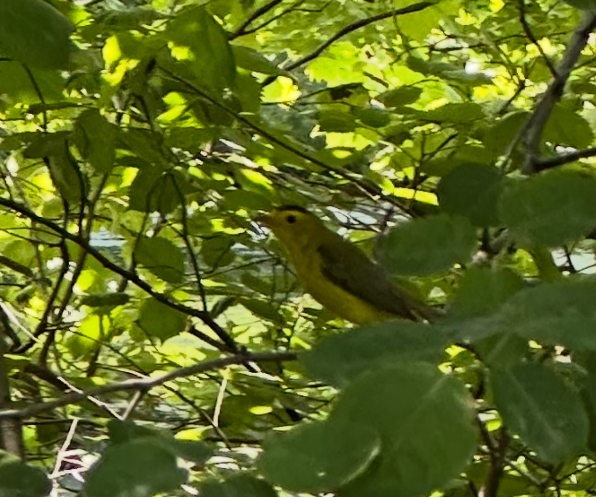 Wilson's Warbler - ML636952294