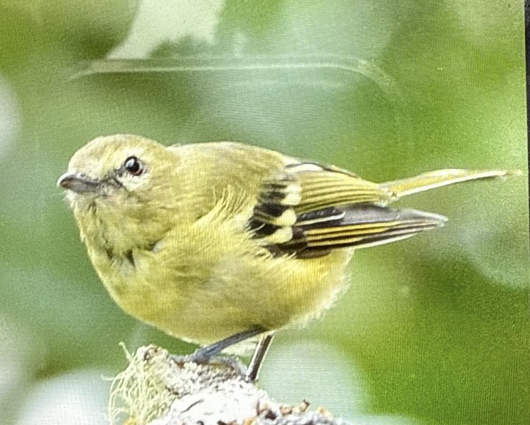 Yellow-winged Vireo - ML636952419